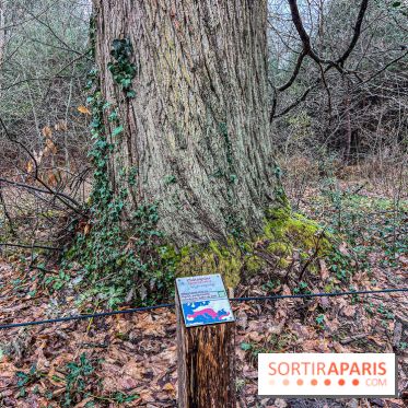 Arbor&Sens, l'Arboretum de Franchard en forêt de Fontainebleau - les photos - IMG 7928