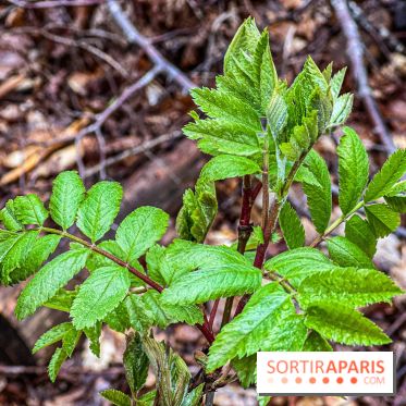 Arbor&Sens, l'Arboretum de Franchard en forêt de Fontainebleau - les photos - IMG 7927