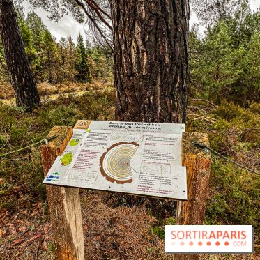 Arbor&Sens, l'Arboretum de Franchard en forêt de Fontainebleau - les photos - IMG 7926