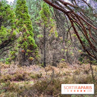 Arbor&Sens, l'Arboretum de Franchard en forêt de Fontainebleau - les photos - IMG 7923