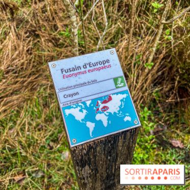 Arbor&Sens, l'Arboretum de Franchard en forêt de Fontainebleau - les photos - IMG 7911