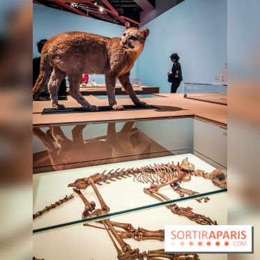 Mexica, des dons et des dieux au Templo Major : l'exposition du musée du Quai Branly se dévoile - IMG20240402105644