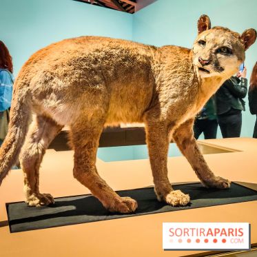 Mexica, des dons et des dieux au Templo Major : l'exposition du musée du Quai Branly se dévoile - IMG20240402105636