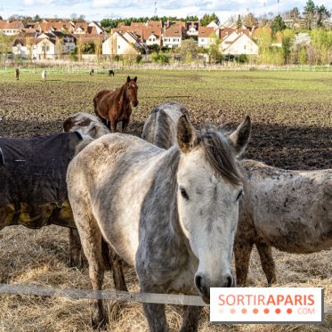 Le Parc du Château de Plaisir (78) - photos -  A7C0033