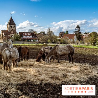 Le Parc du Château de Plaisir (78) - photos -  A7C0031