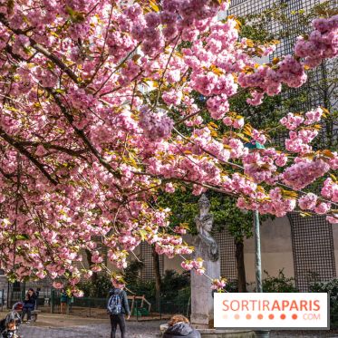 Square Gabriel Pierné à Paris - cerisiers en fleurs