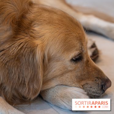 Seven Heaven, le coffee shop dog's friendly et kid's friendly de Paris 11e
