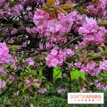 Arboretum de Paris - nos photos - image00035