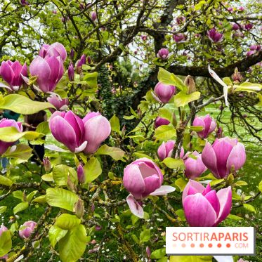 Jardin de l'Ecole du Breuil - nos photos - image00012