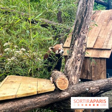 Ménagerie du Jardin des Plantes 2024 - nos photos