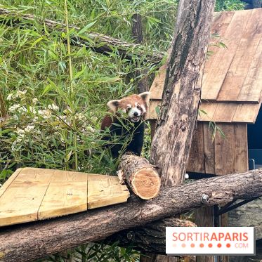 Ménagerie du Jardin des Plantes 2024 - panda