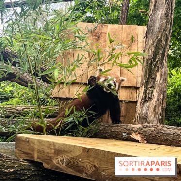 Ménagerie du Jardin des Plantes 2024 - panda