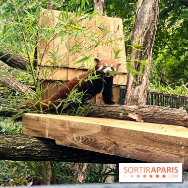 Ménagerie du Jardin des Plantes 2024 - nos photos - image00006