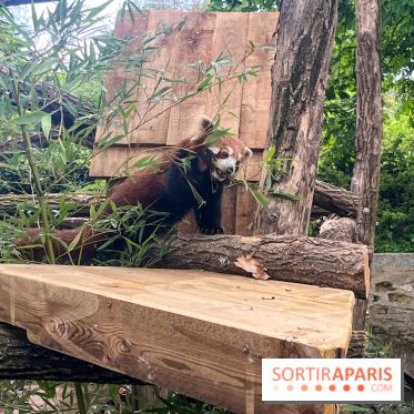 Ménagerie du Jardin des Plantes 2024 - panda