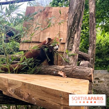 Ménagerie du Jardin des Plantes 2024 - panda