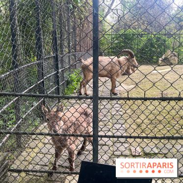Ménagerie du Jardin des Plantes 2024 - nos photos