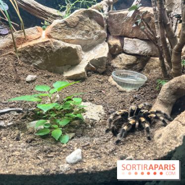 Ménagerie du Jardin des Plantes 2024 - nos photos - image00024