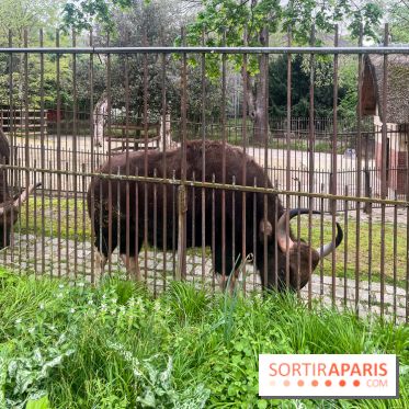 Ménagerie du Jardin des Plantes 2024 - nos photos