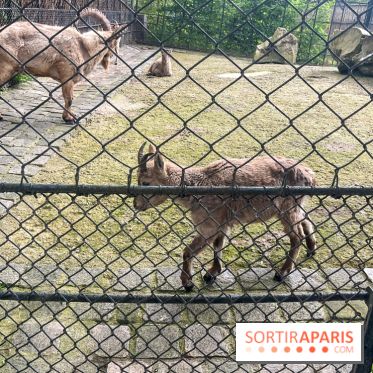 Ménagerie du Jardin des Plantes 2024 - nos photos