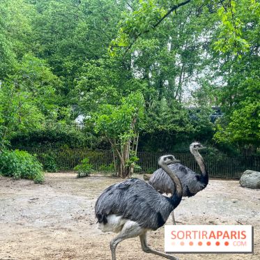 Ménagerie du Jardin des Plantes 2024 - nos photos - image00002