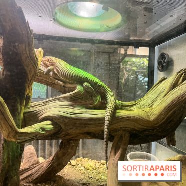 Ménagerie du Jardin des Plantes 2024 - nos photos - image00022