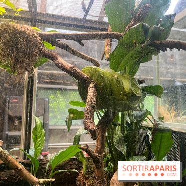 Ménagerie du Jardin des Plantes 2024 - nos photos