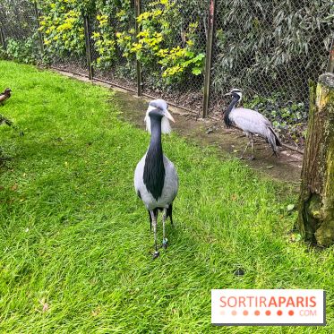 Ménagerie du Jardin des Plantes 2024 - nos photos - image00007