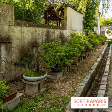 Jardin Yili, le jardin chinois caché dans les Yvelines -  bonsaï