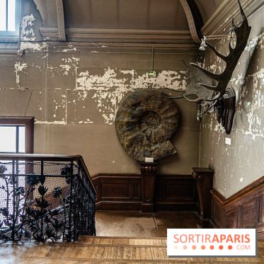 La Galerie de Paléontologie et d'Anatomie comparée du Muséum au Jardin des Plantes -  A7C7466