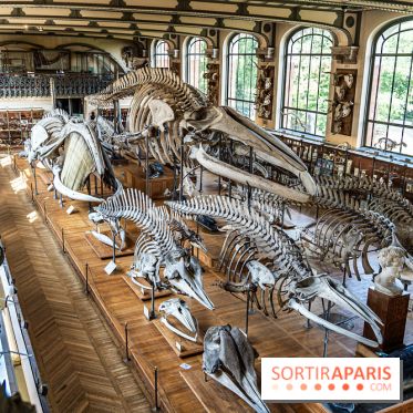 La Galerie de Paléontologie et d'Anatomie comparée du Muséum au Jardin des Plantes