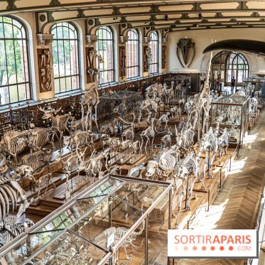 La Galerie de Paléontologie et d'Anatomie comparée du Muséum au Jardin des Plantes