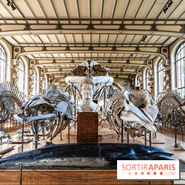 La Galerie de Paléontologie et d'Anatomie comparée du Muséum au Jardin des Plantes