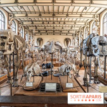 La Galerie de Paléontologie et d'Anatomie comparée du Muséum au Jardin des Plantes