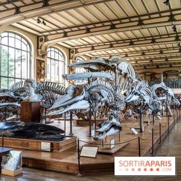 La Galerie de Paléontologie et d'Anatomie comparée du Muséum au Jardin des Plantes