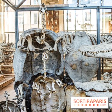 La Galerie de Paléontologie et d'Anatomie comparée du Muséum au Jardin des Plantes -  A7C7484