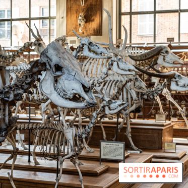 La Galerie de Paléontologie et d'Anatomie comparée du Muséum au Jardin des Plantes -  A7C7485