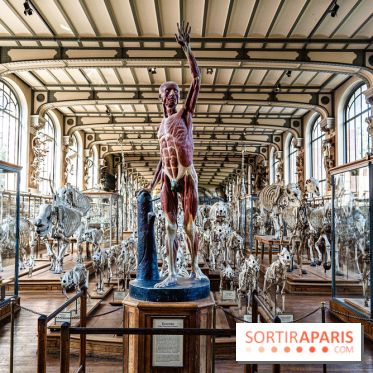 La Galerie de Paléontologie et d'Anatomie comparée du Muséum au Jardin des Plantes -  A7C7486