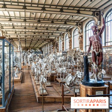 La Galerie de Paléontologie et d'Anatomie comparée du Muséum au Jardin des Plantes -  A7C7488