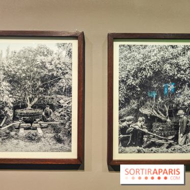 Natures vivantes : l'exposition photo qui met à l'honneur les jardins du musée Albert Kahn - photos