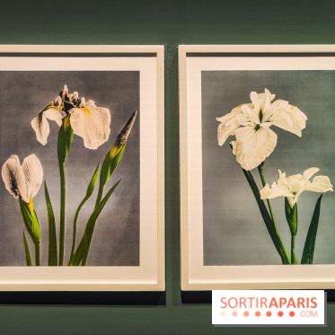 Natures vivantes : l'exposition photo qui met à l'honneur les jardins du musée Albert Kahn - photos