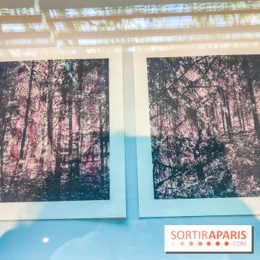 Natures vivantes : l'exposition photo qui met à l'honneur les jardins du musée Albert Kahn - photos