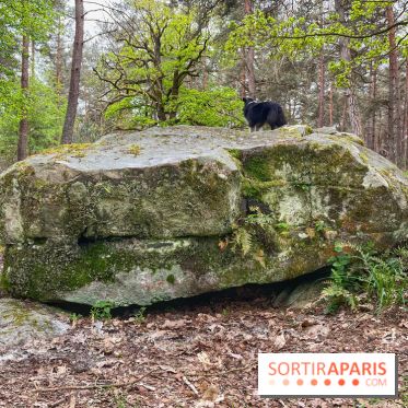 Dolmen de la Pierre Ardoue - IMG 0983