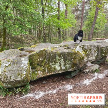 Dolmen de la Pierre Ardoue - IMG 0985