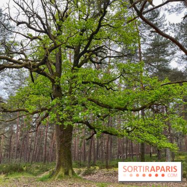 Dolmen de la Pierre Ardoue - IMG 0989