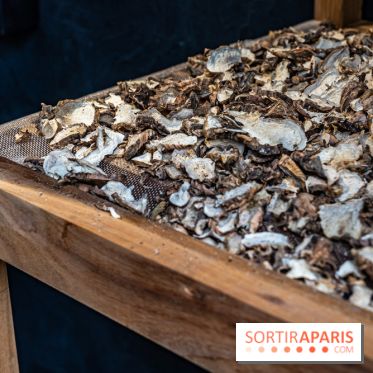 Jardins jardin 2024 à la Villa Windsor au Bois de Boulogne  -  A7C5027