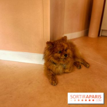 Casa del Doggo - IMG 1597