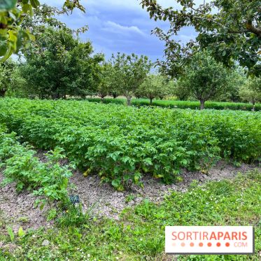 Potager-Fruitier de la Roche Guyon - nos photos