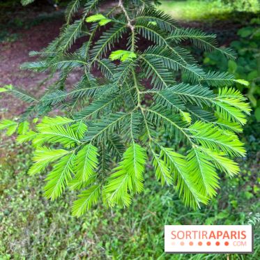 Arboretum de la Roche-Guyon - nos photos