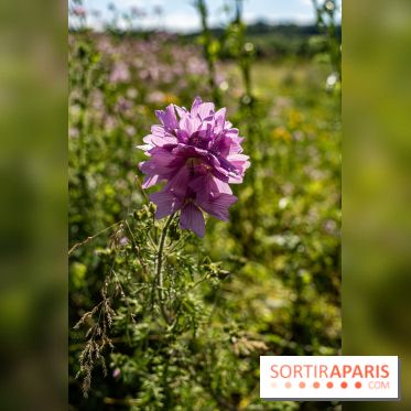 Le Parc du peuple de l'herbe dans les Yvelines - Étang de Galiotte - Carrières-sous-Poissy