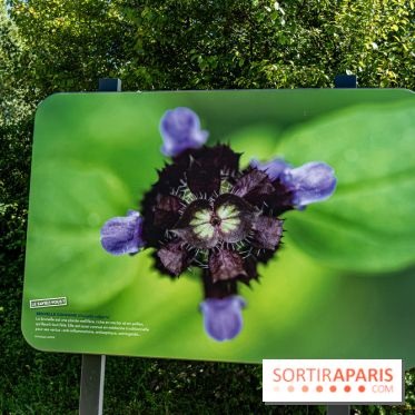 Le Parc du peuple de l'herbe dans les Yvelines - Étang de Galiotte - Carrières-sous-Poissy -  A7C7487